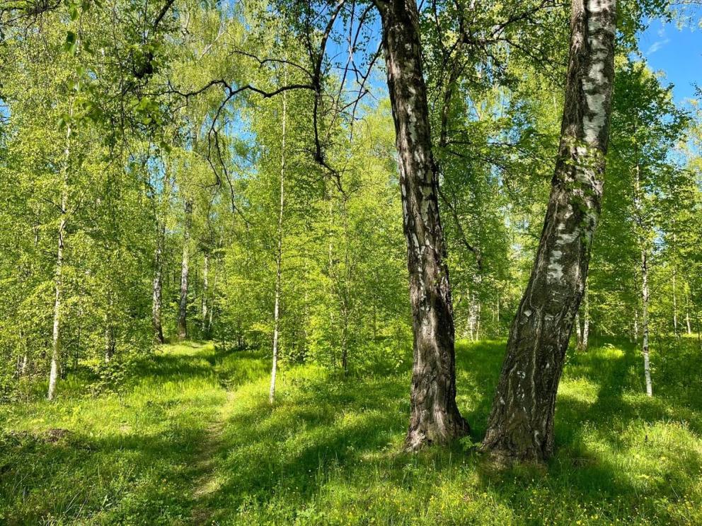 Левитановская берёзовая роща
