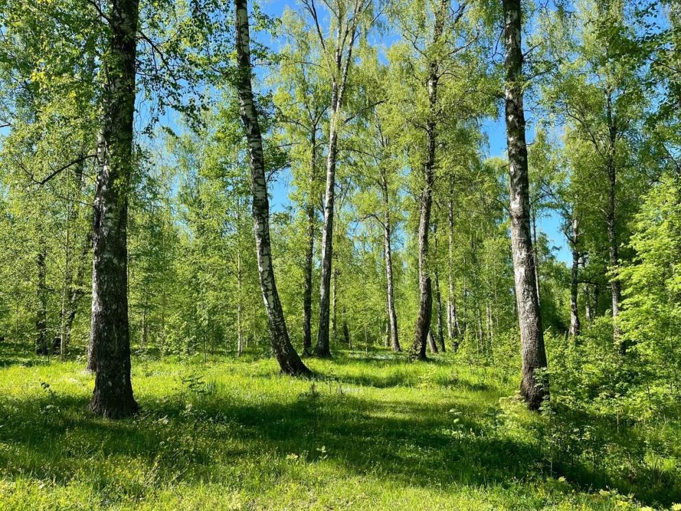 Левитановская берёзовая роща