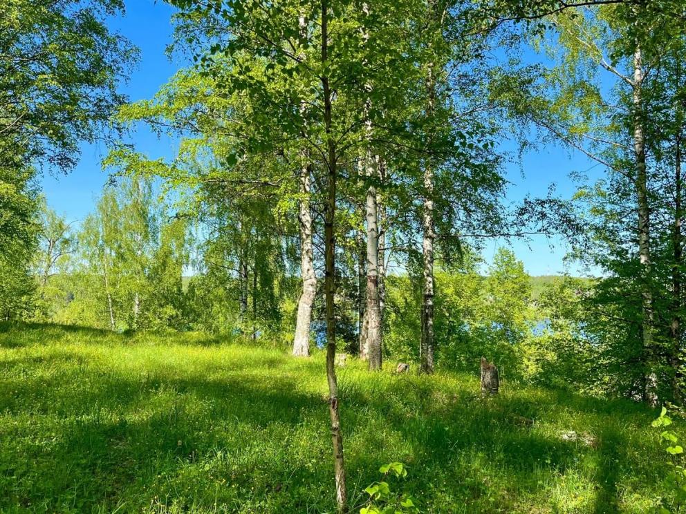 Левитановская берёзовая роща