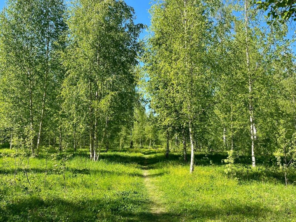 Левитановская берёзовая роща