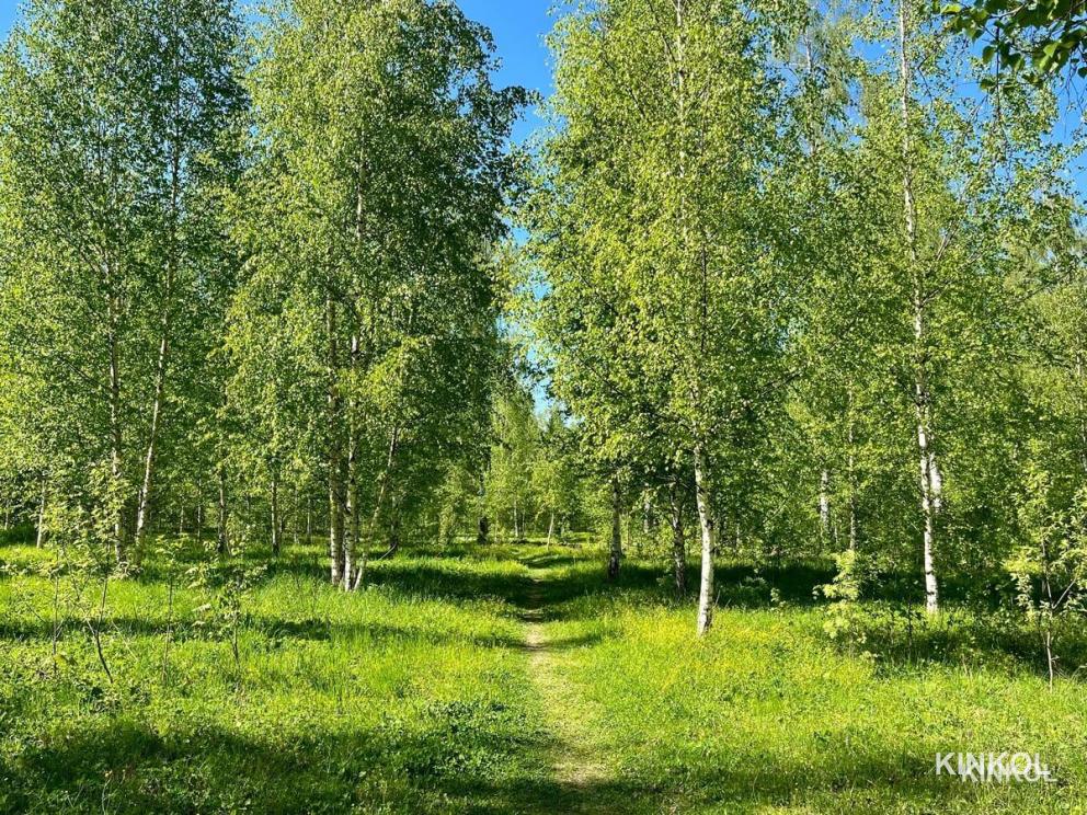 Левитановская берёзовая роща